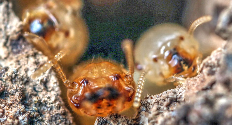 invasoras-termitas