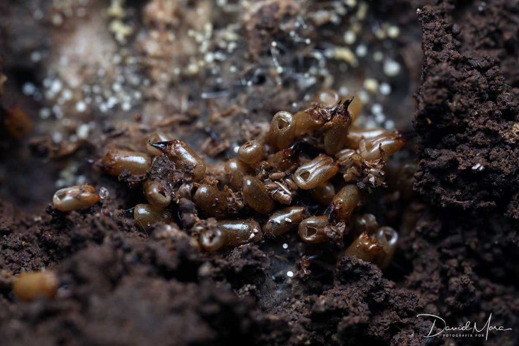 efecto sobre termitas del hexaflumuron