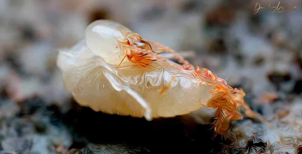 Los cebos impiden que las termitas puedan crecer
